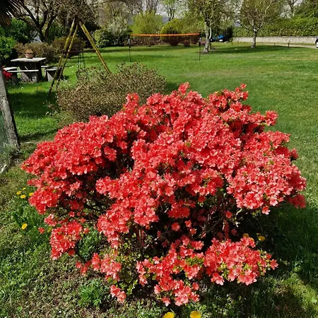 L'oasi Amena - Salvia